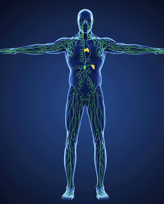 Diagram of where lymphedema can affect your body.