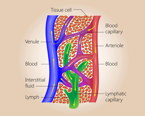 Scientific diagram of veins explaining where blood flows.