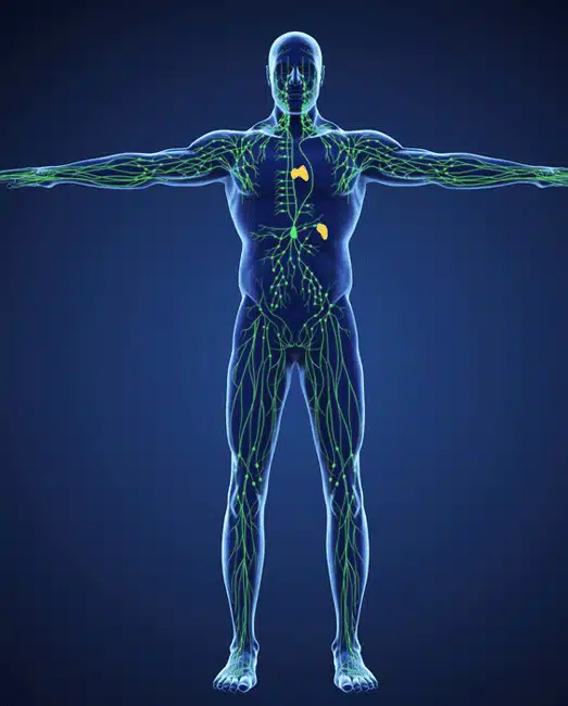 lymphatic system entire body
